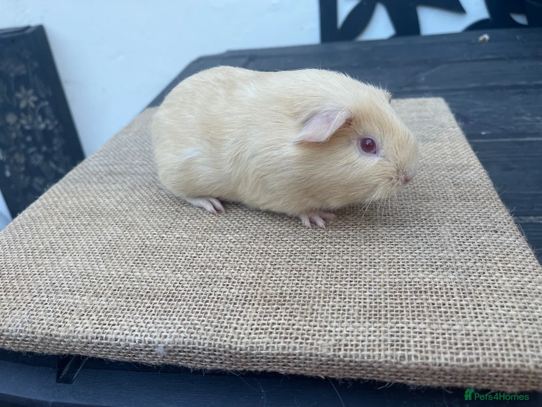 Guinea Pig rodents for sale: Beautiful boys - Advert 6