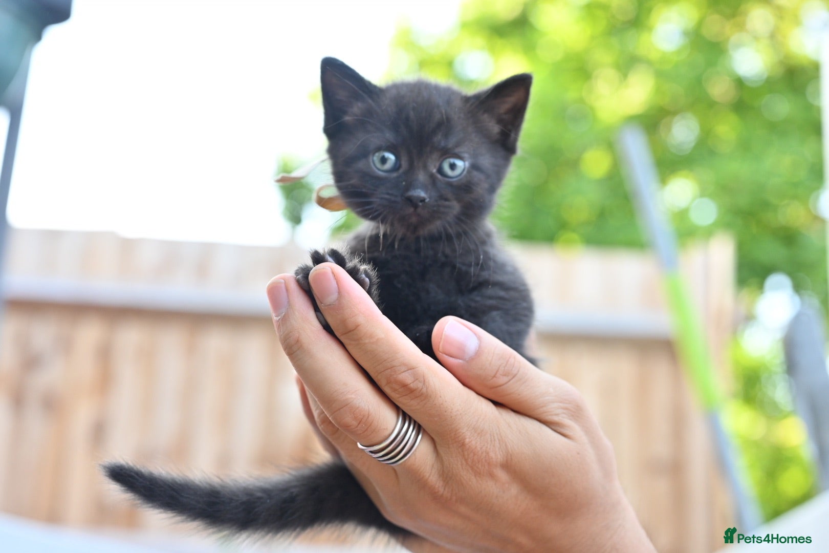 Mixed Breed cats 3 Bundles of Love - Persian x BSH kittens  - Advert 4