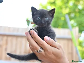 Mixed Breed cats 3 Bundles of Love - Persian x BSH kittens - Advert 4