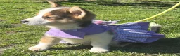 Welsh Corgi Pembroke dogs for sale: Pembrokeshire corgi. 1 girl left!Fully vaccinated! - Advert 5