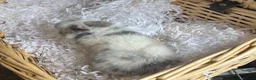 Mini Lop rabbits for sale: Early Summer 2026 - Advert 4