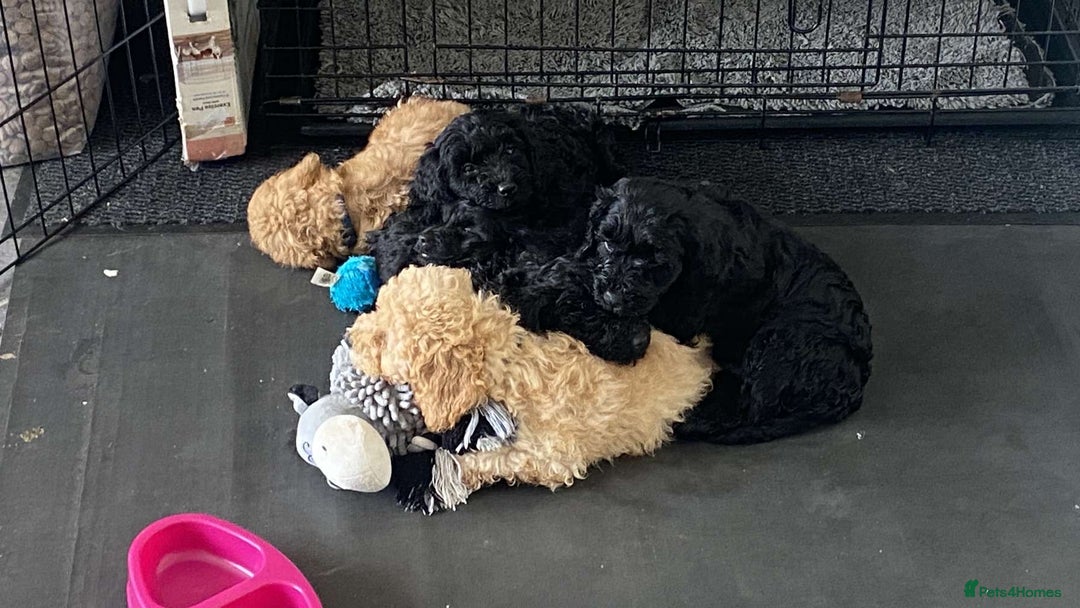 Cockapoo dogs for sale: ‼️6 gorgeous cockapoo pups ready to leave now‼️ - Image 13
