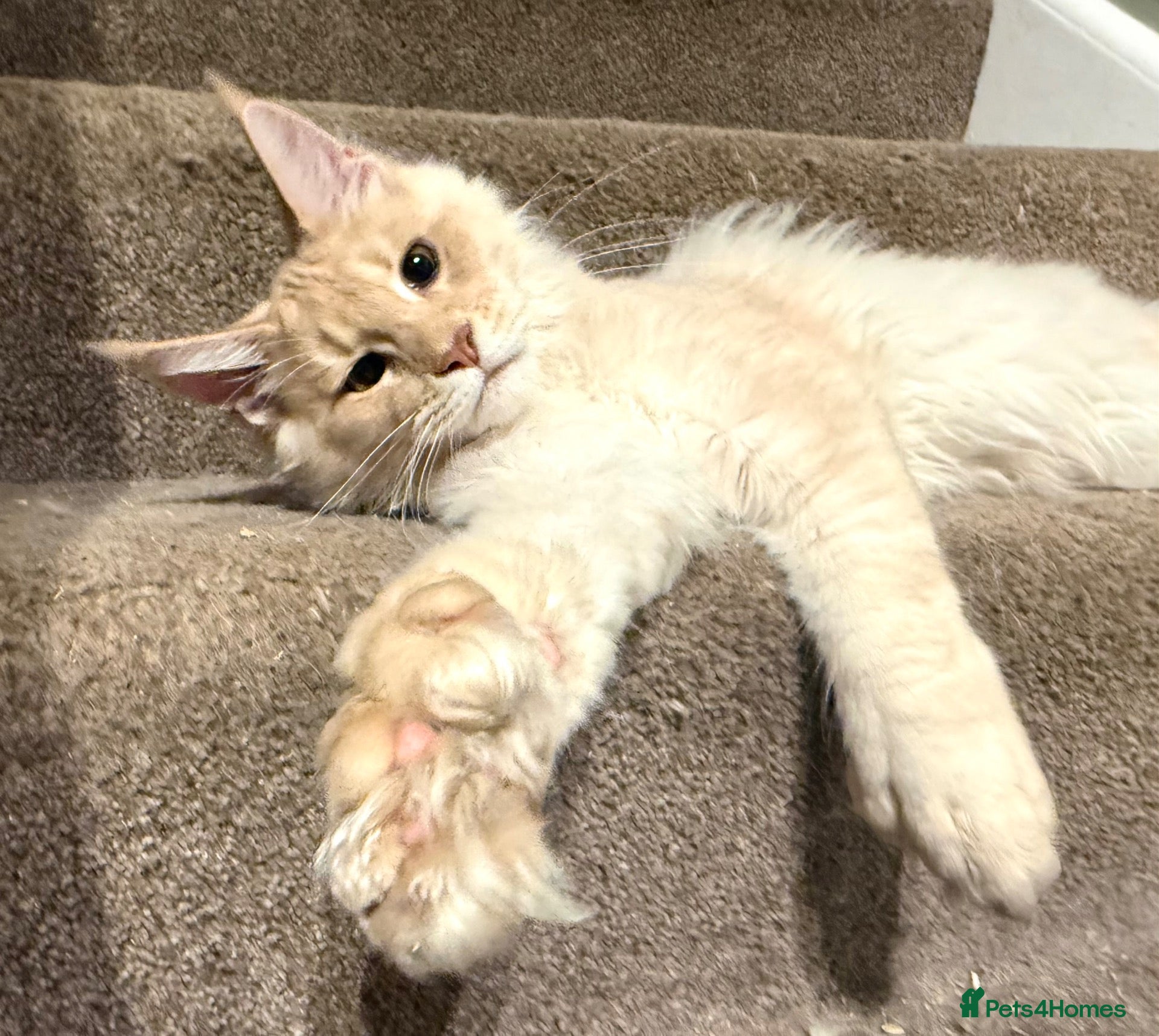 Maine Coon cats POLYDACTYL MAINE COON KITTENS - Advert 2