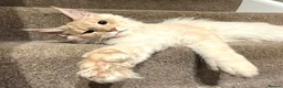 Maine Coon cats for sale: POLYDACTYL MAINE COON KITTENS - Advert 10
