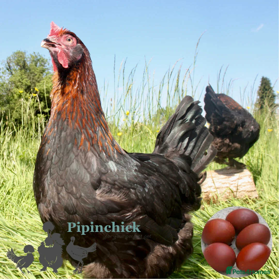 Chickens poultry for sale: Chickens For Sale, Various Breeds - Advert 16