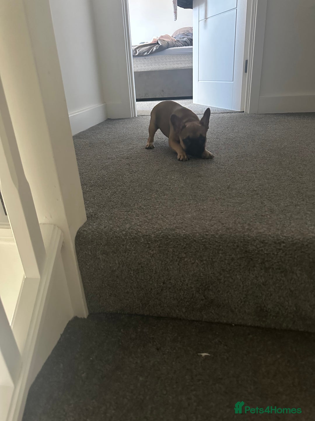 French Bulldog dogs for sale: French Bulldog - Image 5