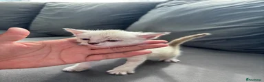 Mixed Breed 6