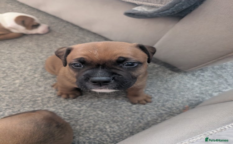 Staffordshire Bull Terrier dogs - Advert 1