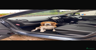 Beagle dogs - Advert 3