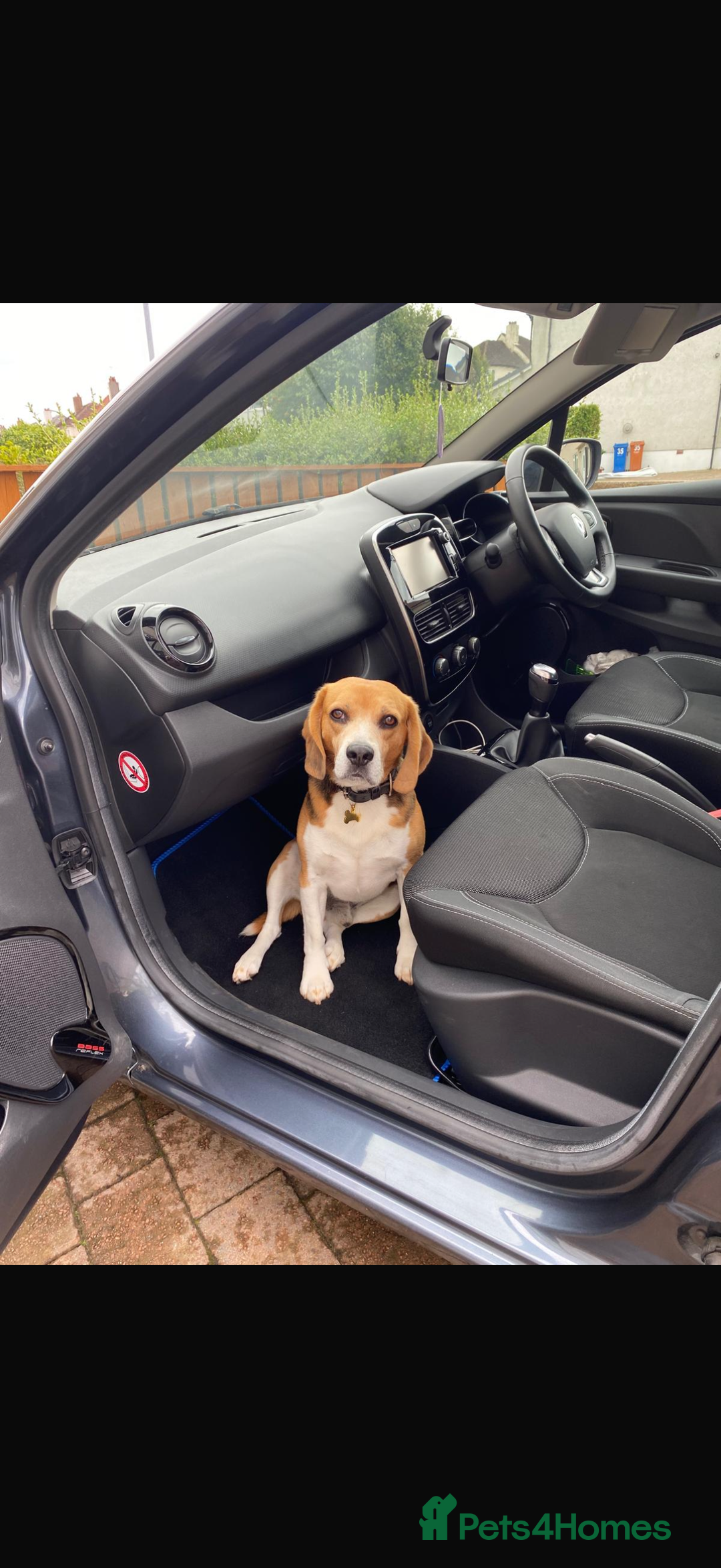 Beagle dogs for sale: Beagle re-homed - Image 3