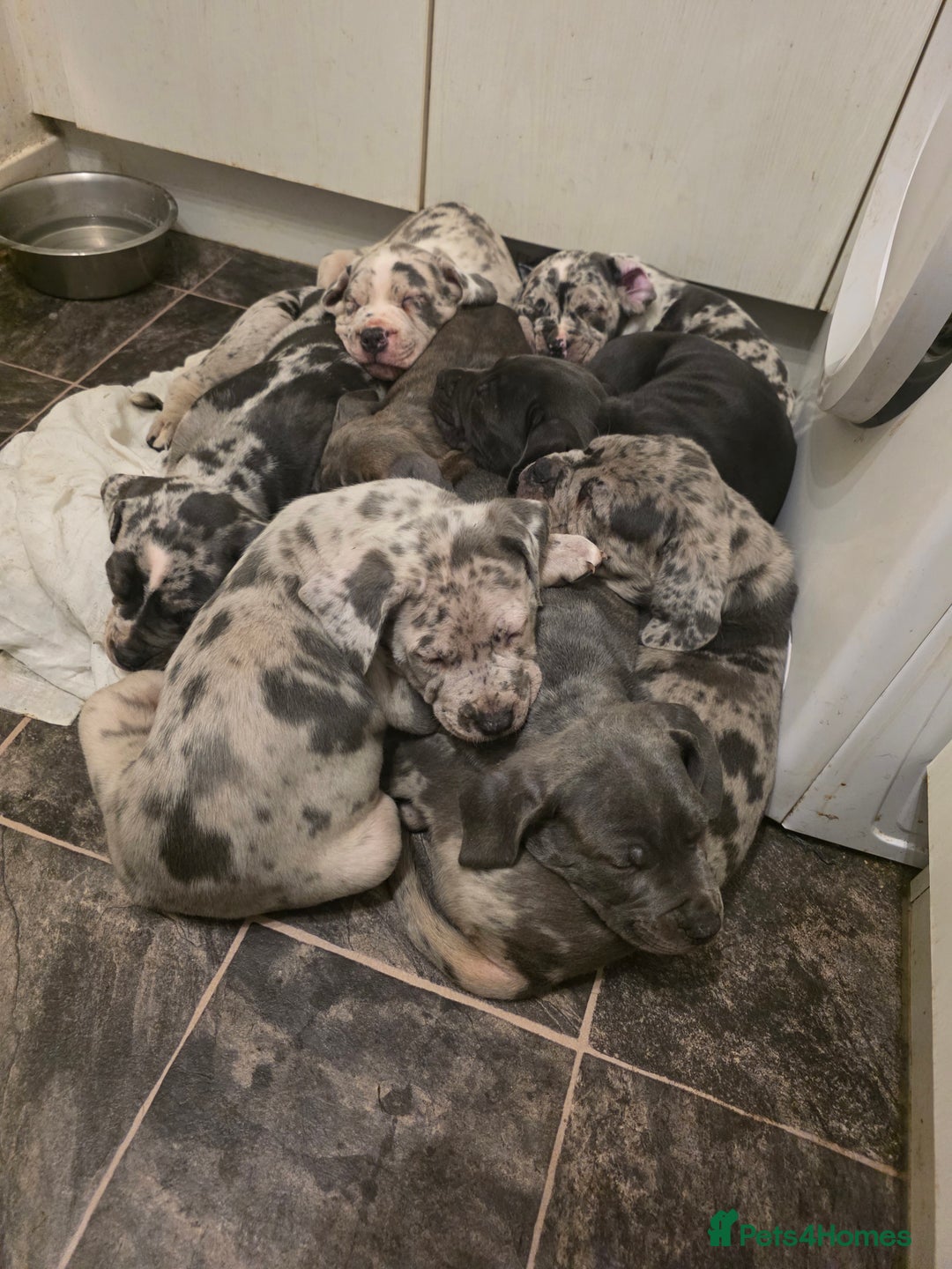 Cane Corso dogs for sale: Cane corso cross  - Advert 2