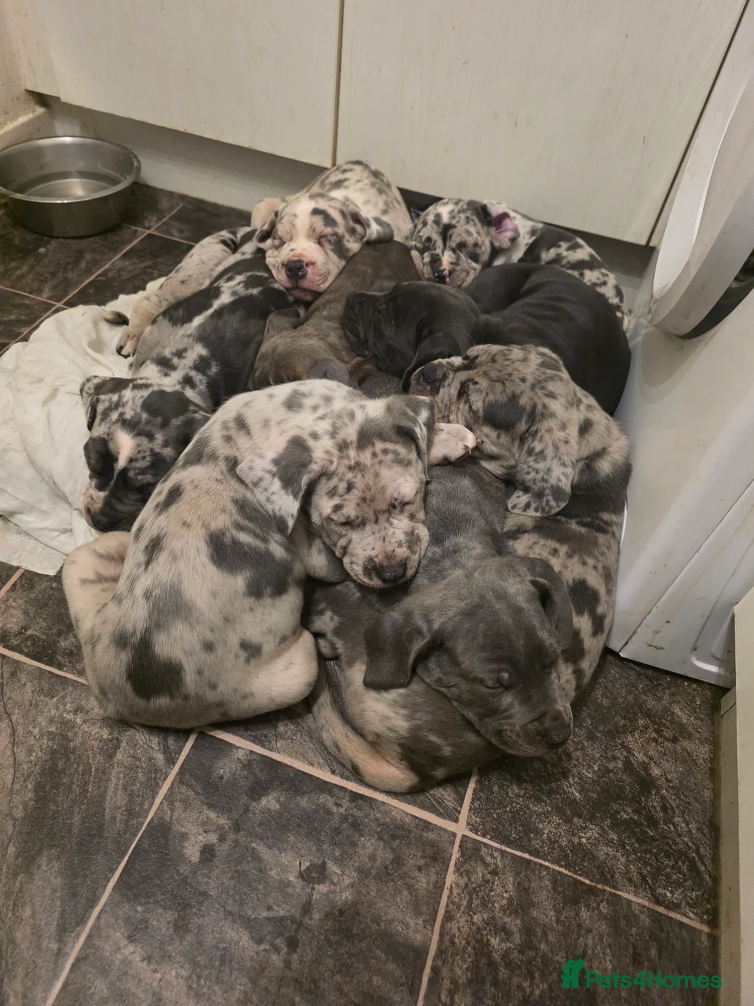 Cane Corso dogs for sale: Cane corso cross  - Advert 2