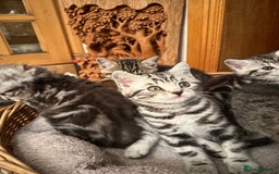 British Shorthair cats for sale: Pedigree Black Silver Tabby kittens  - Advert 4