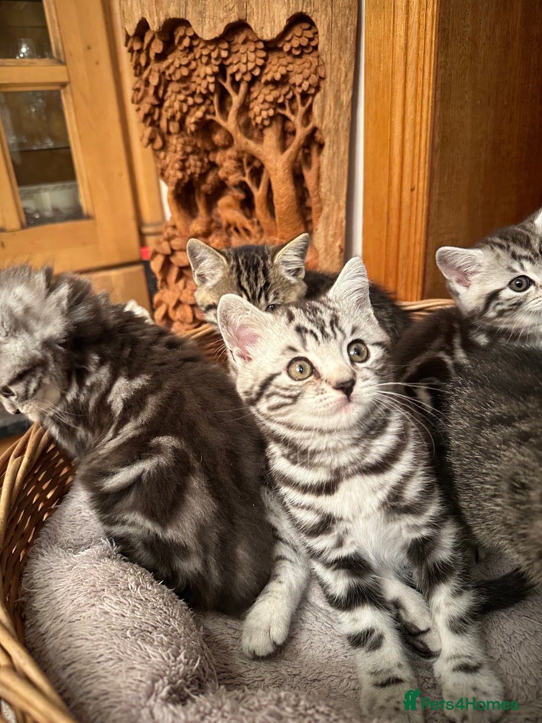 British Shorthair cats for sale: Pedigree Black Silver Tabby kittens  - Advert 4