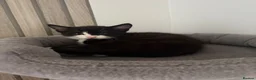 Mixed Breed cats for sale: Kittens  - Advert 2