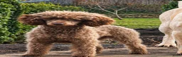 Miniature Poodle dogs for sale: Kc miniature poodles  - Advert 28