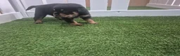 Rottweiler dogs for sale: Adorable, Confident, Chunky KC Rottie Pups  - Advert 15
