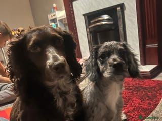 Cocker Spaniel dogs Cocker spaniel - Advert 5