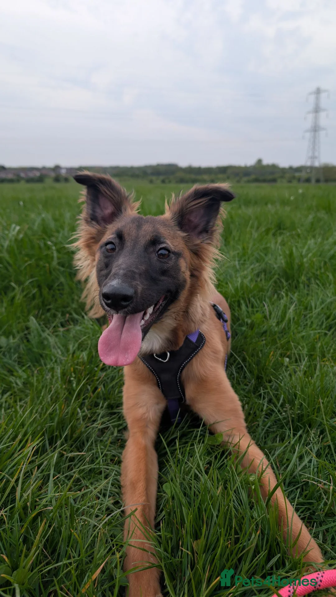 Mixed Breed dogs for sale: Gorgeous Roo for Rehoming in Darwen - Advert 2