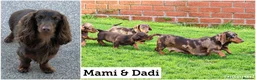 Dachshund dogs for sale: MINIATURE DACHSHUND PUPPIES FOR SALE - Advert 3