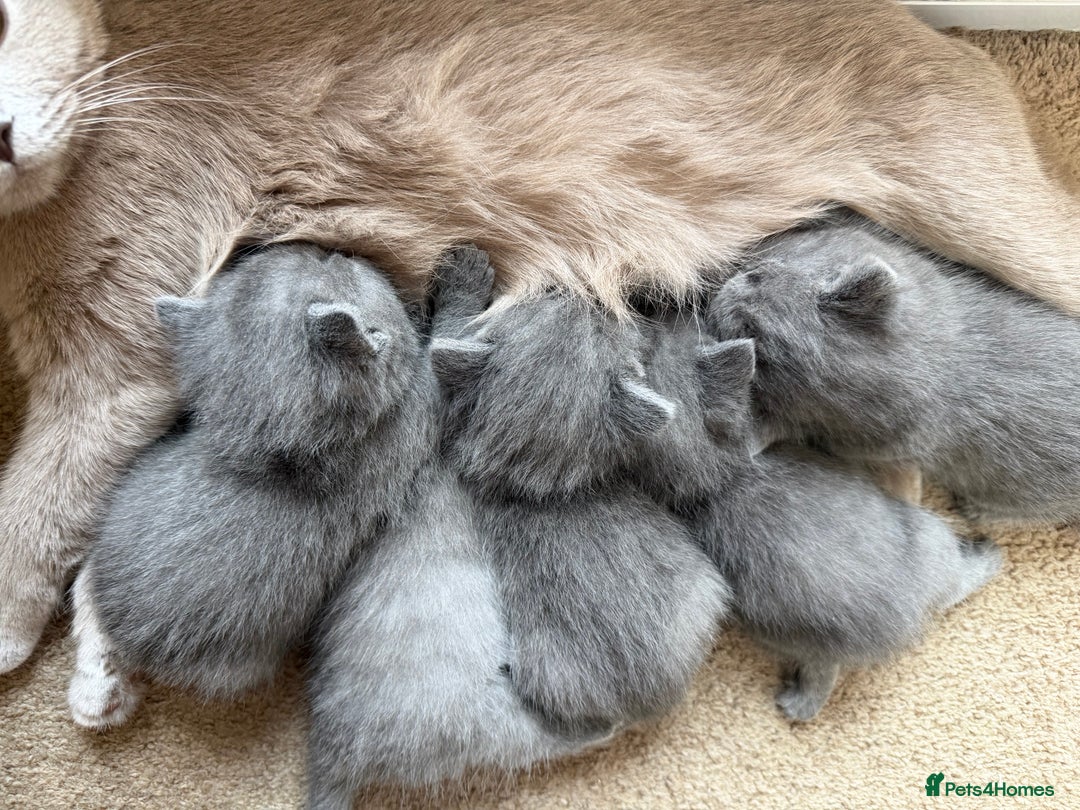 British Shorthair cats for sale: Adorable British short hair - Advert 4