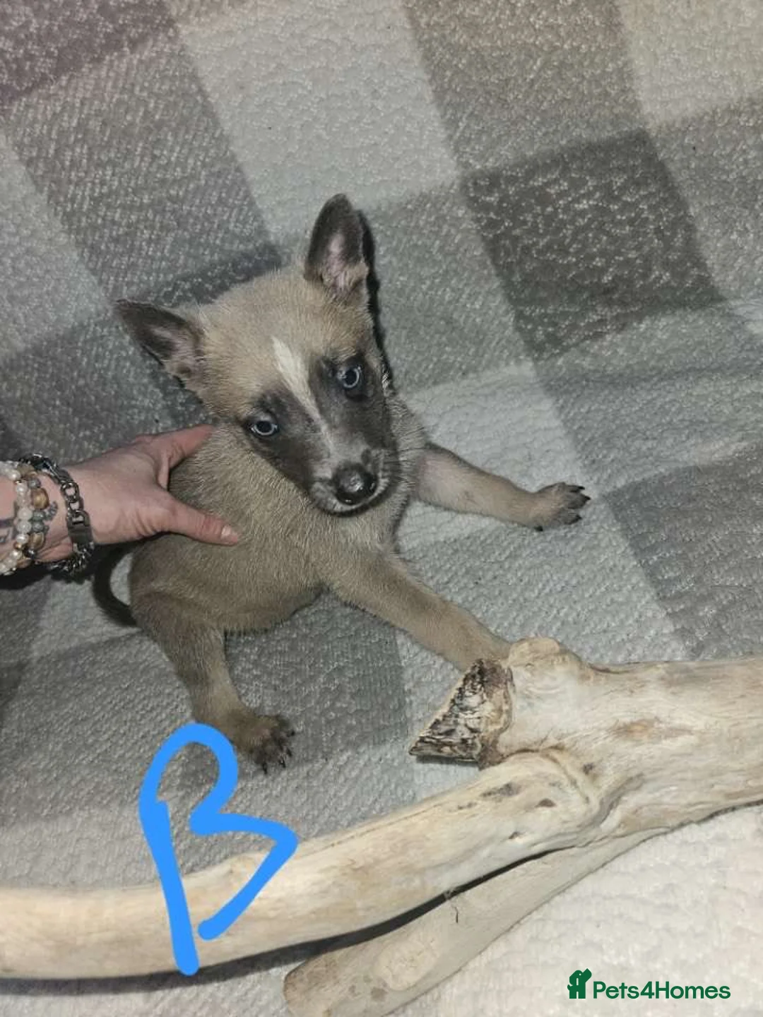 Belgian Shepherd Dog dogs for sale: Belgium malanois  - Advert 5