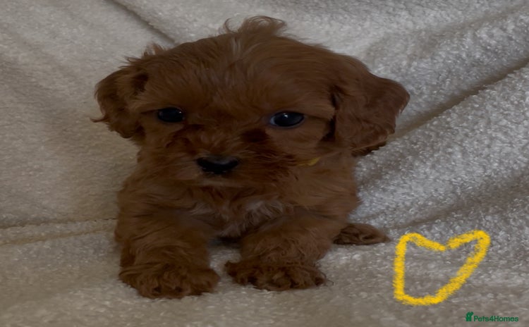 Cavapoo dogs - Advert 3