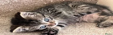 Ragdoll 1