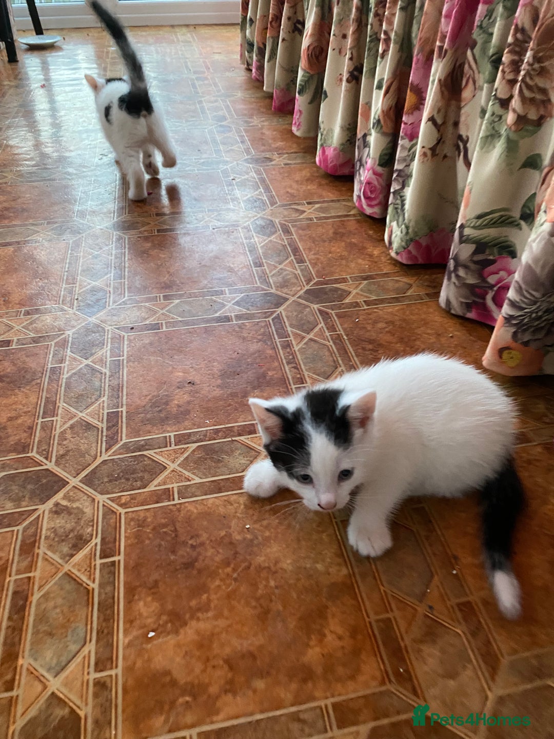 Domestic Shorthair cats for sale: Luna, Snow, Minx & Oreo - 10 Weeks old - Image 17
