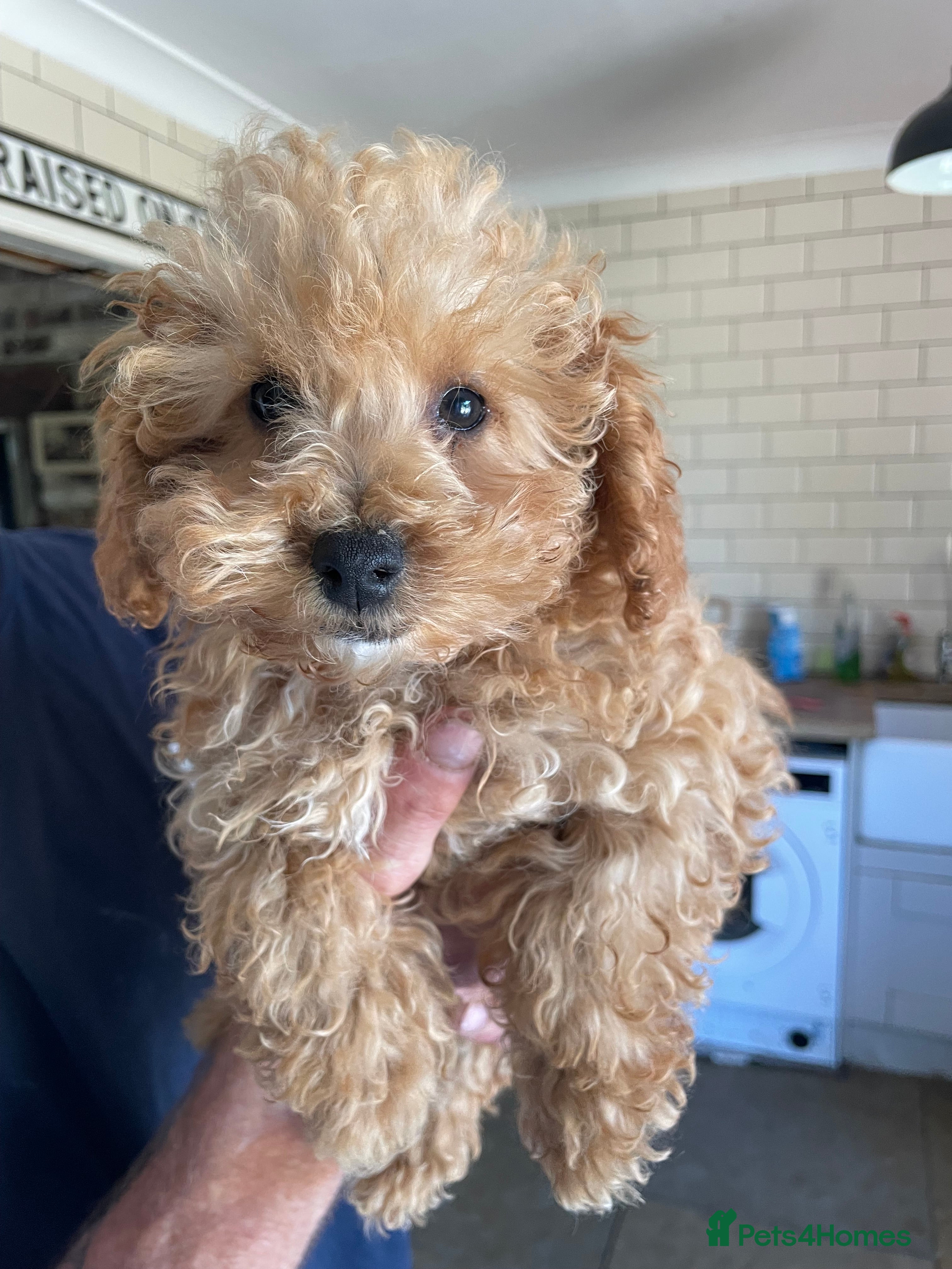 Maltipoo dogs ❤️Beautiful maltipoos. 2 BOYS LEFT❤️ REDUCED  - Advert 2