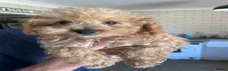 Maltipoo dogs for sale: ❤️Beautiful maltipoos. 2 BOYS LEFT❤️ REDUCED  - Advert 14
