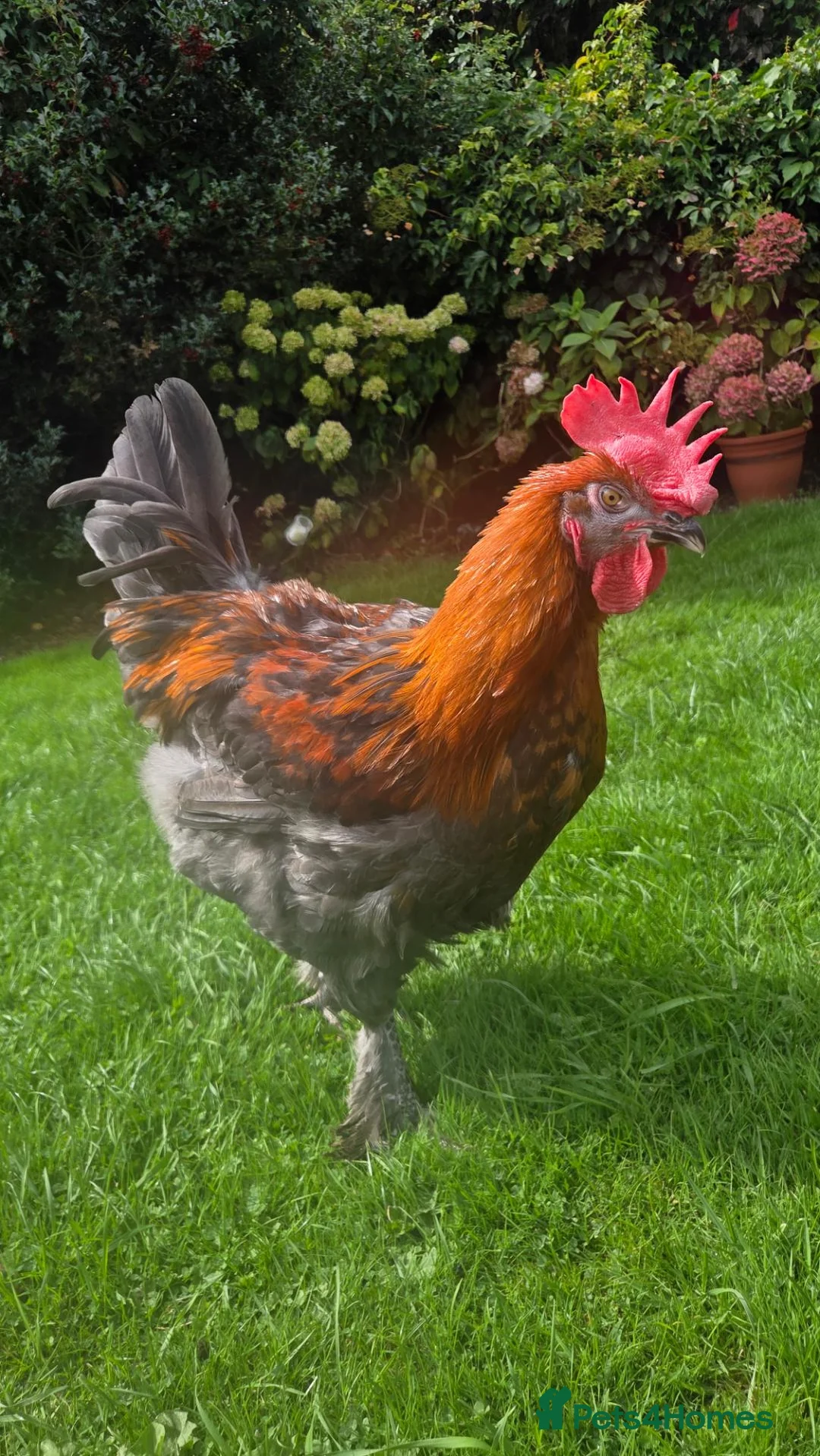 Chickens poultry for sale: French copper maran cockerel  - Advert 1