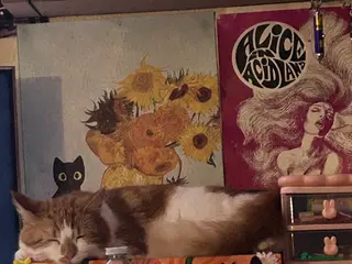 Mixed Breed cats Ginger, Black & White Kittens - Advert 8