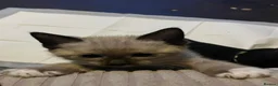 Mixed Breed cats for sale: 3 beautiful kittens in Kidderminster - Advert 4