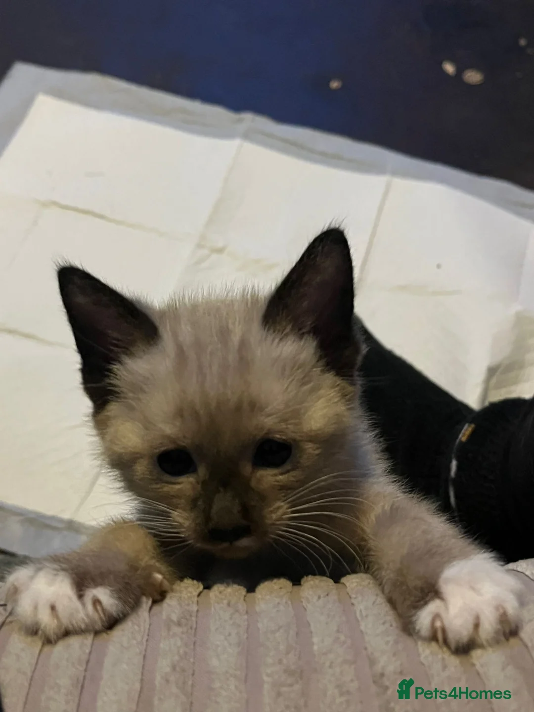 Mixed Breed cats for sale: 3 beautiful kittens in Kidderminster - Advert 4