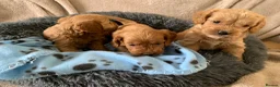 Cockapoo dogs for sale: Stunning red toy cockapoo puppies  - Advert 10