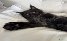 Maine Coon cats for sale: 4 big pure gorgeous Mainecoon boys  - Image 18