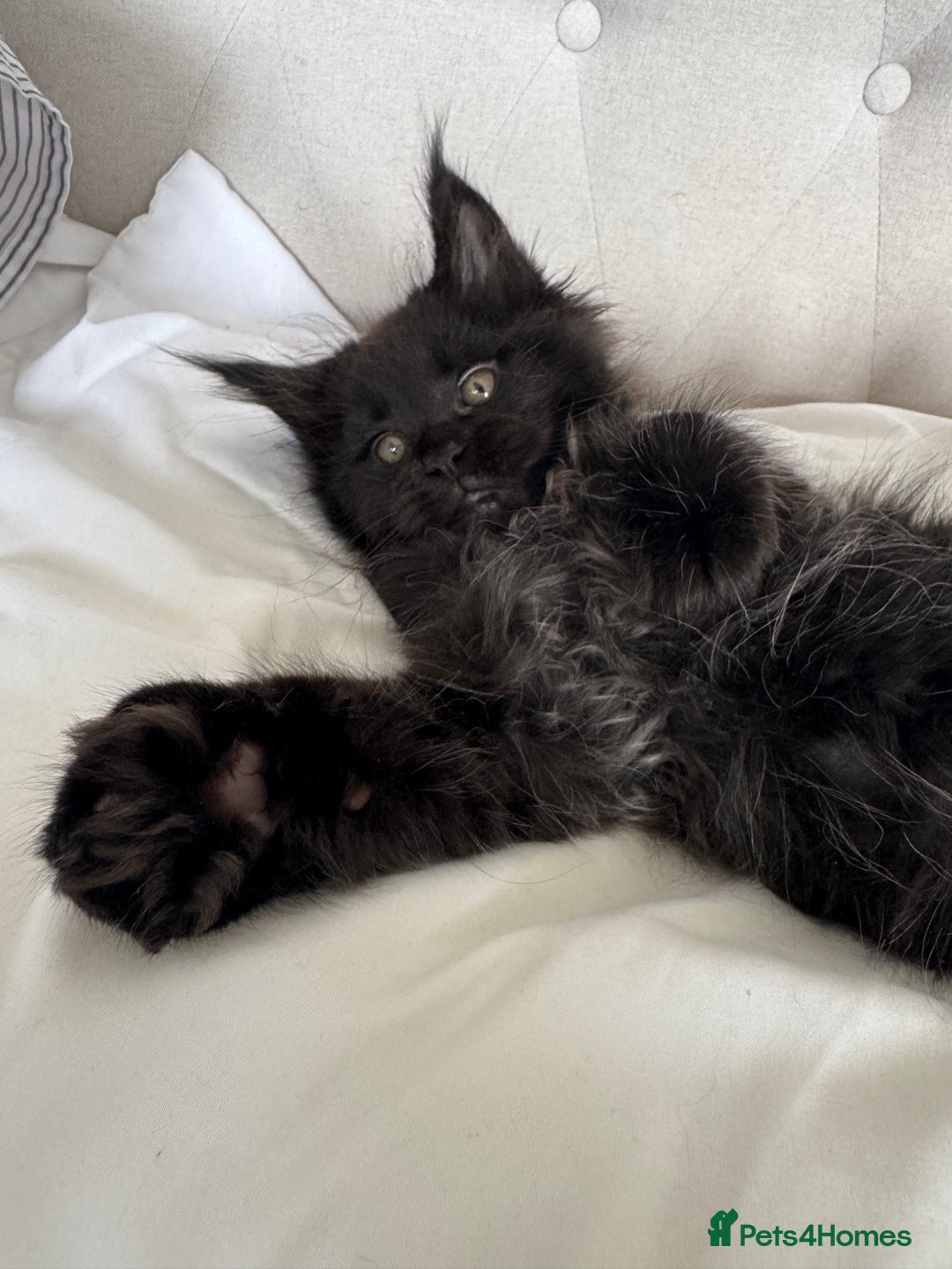 Maine Coon cats for sale: 4 big pure gorgeous Mainecoon boys  - Image 18