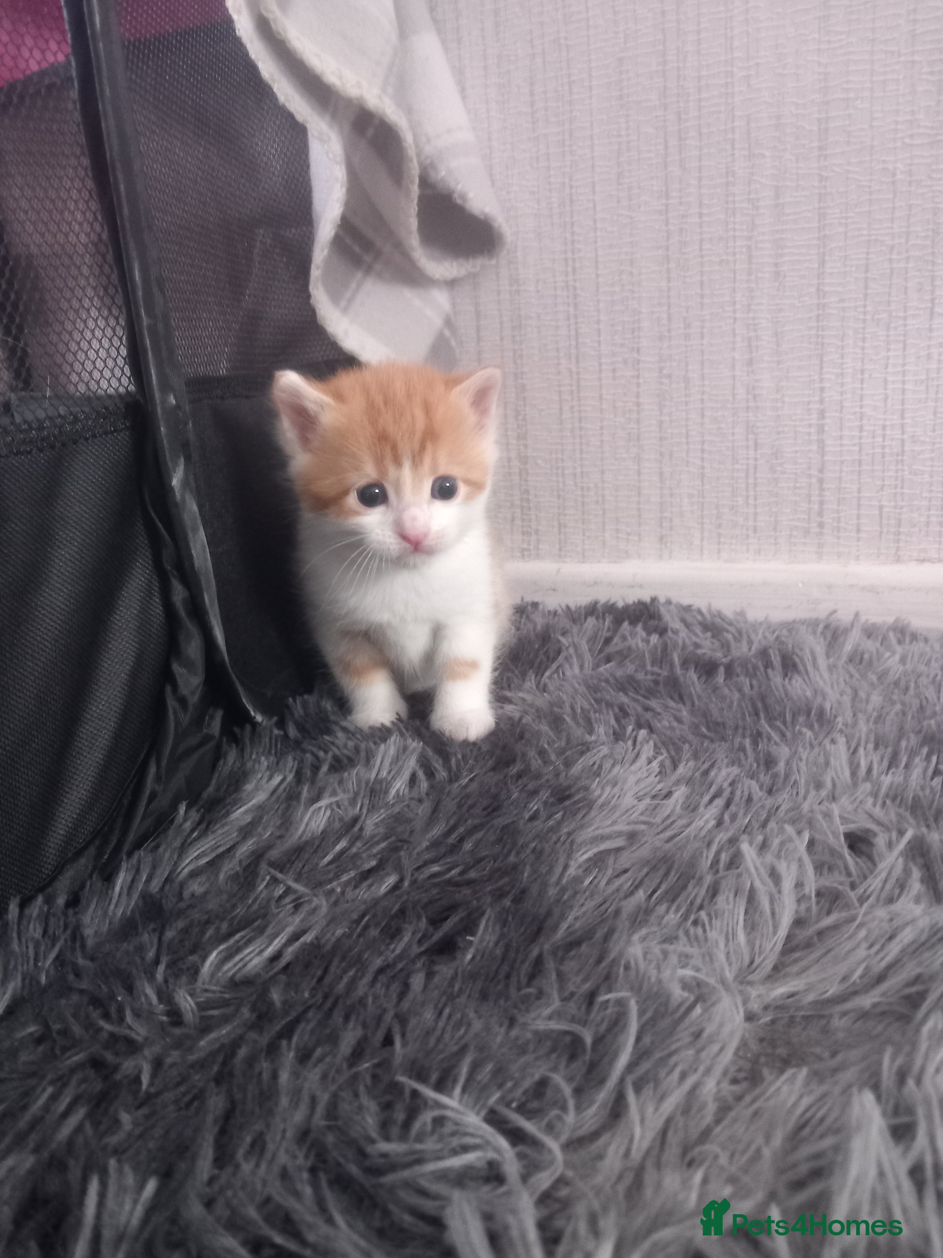 Mixed Breed cats 5 kittens for sale. - Advert 8