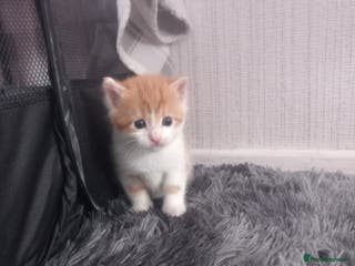 Mixed Breed cats 5 kittens for sale. - Advert 8