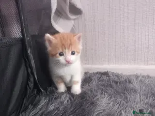 Mixed Breed cats 5 kittens for sale. - Advert 12