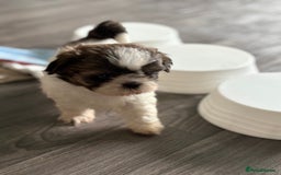 Shih Tzu dogs for sale: 4 Shih tzu girls  - Image 28