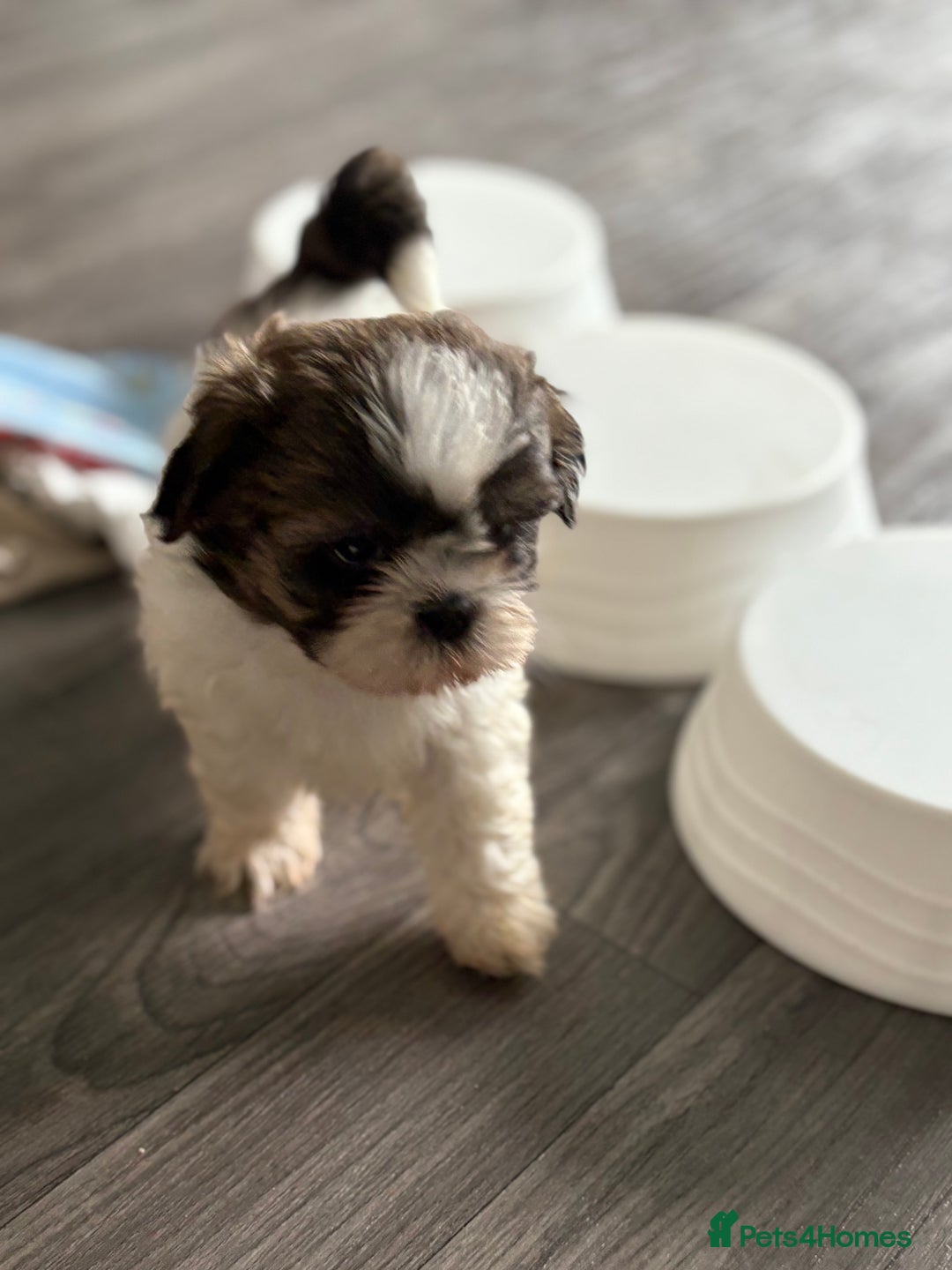 Shih Tzu dogs for sale: 4 Shih tzu girls  - Image 28