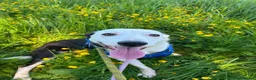 Mixed Breed dogs for adoption: Meet Avanna, currently residing in Cheshire  - Advert 1