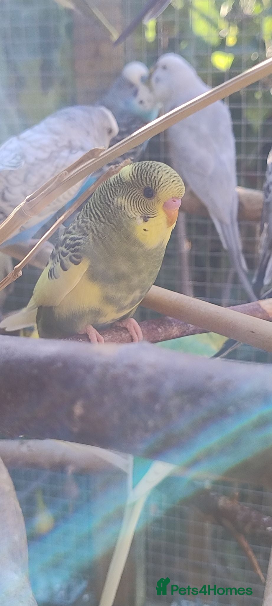 Budgerigars birds Baby budgies, easily tamed  - Advert 18