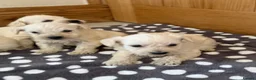 Westiepoo dogs for sale: Westie-poos in Middlesbrough - Advert 7