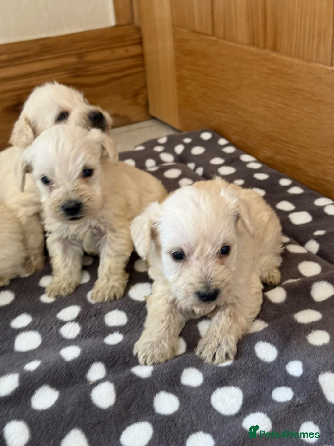 Westiepoo dogs for sale: Westie-poos in Middlesbrough - Advert 7