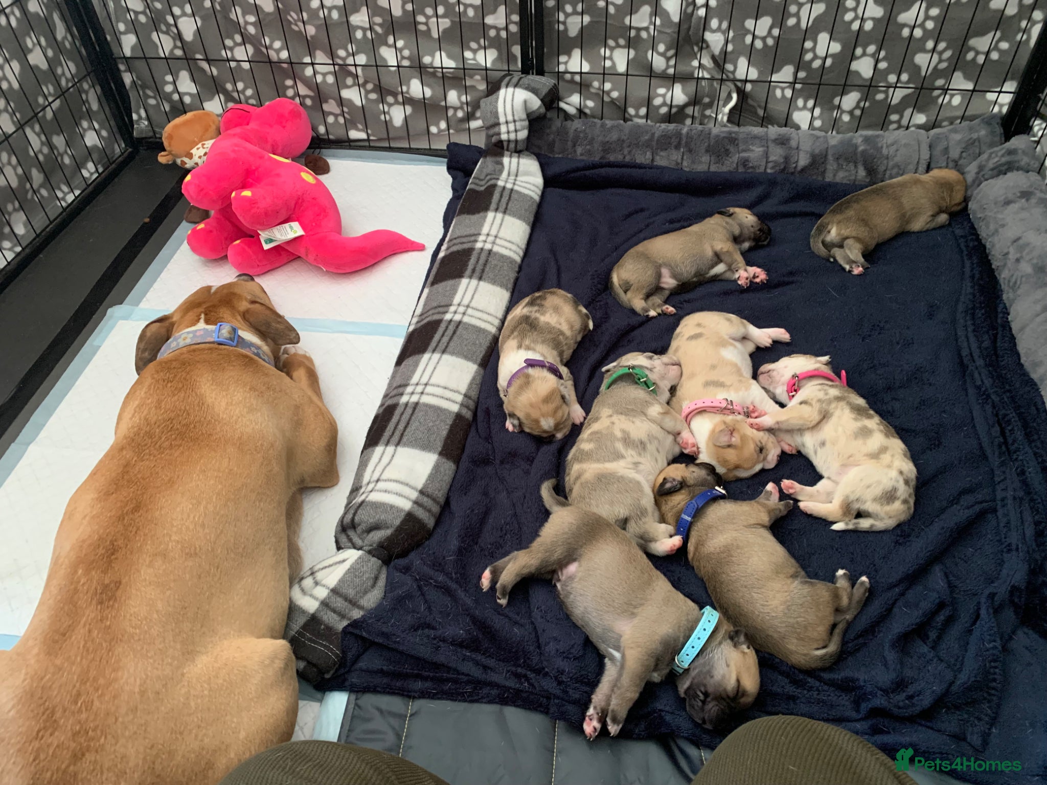 Mixed Breed dogs Elite Raised Staffy x Husky Pups - Advert 14
