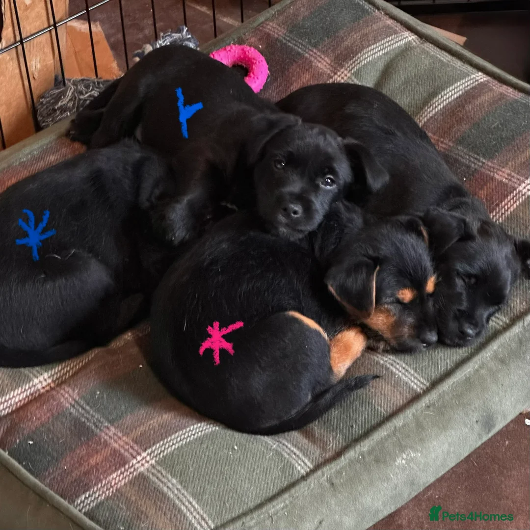 Patterjack dogs for sale: Ready for their forever homes this weekend!! - Advert 7