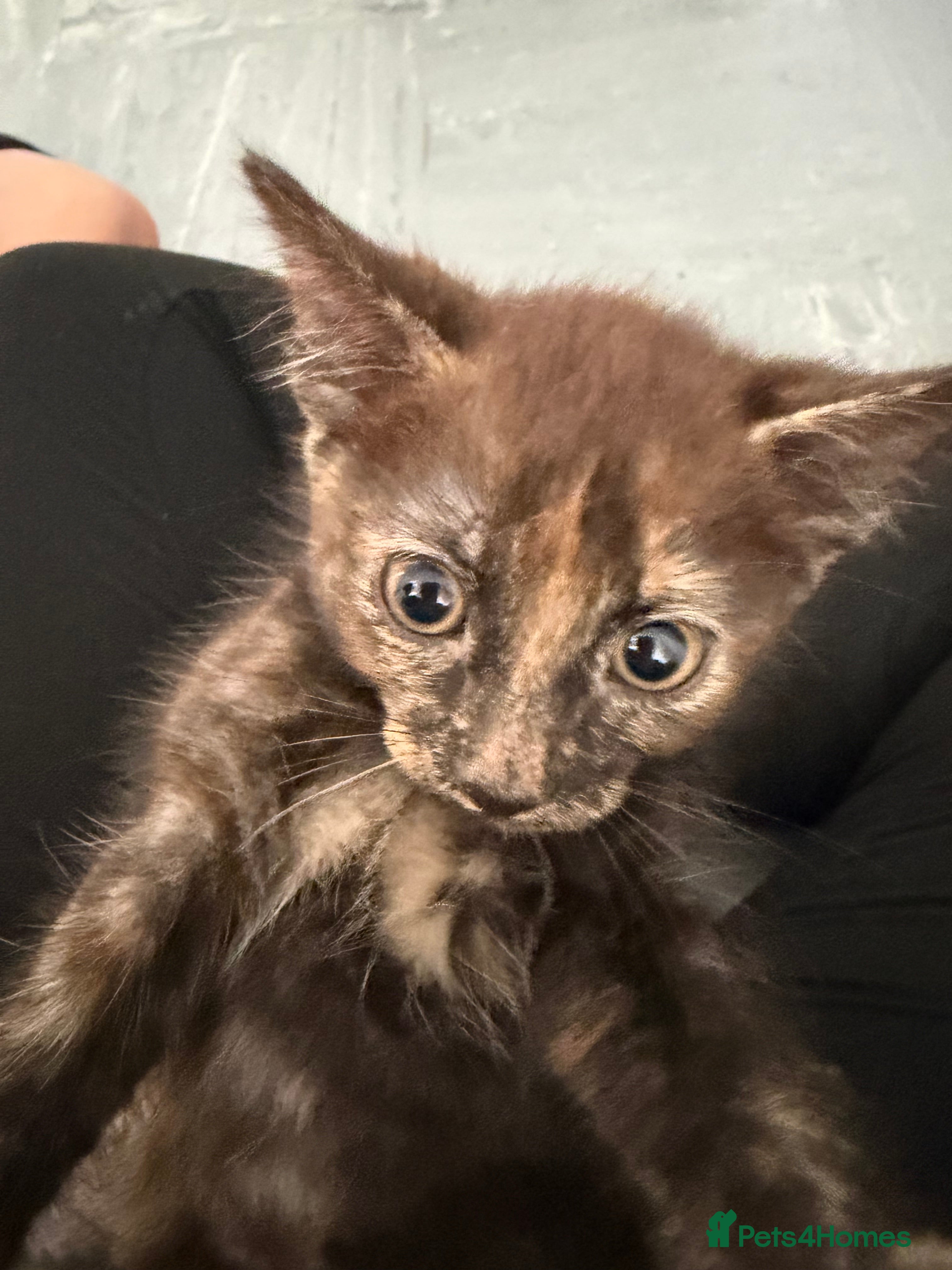 Mixed Breed cats The most loving kittens available  - Advert 23